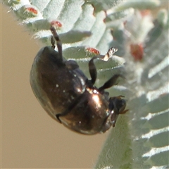 Ditropidus sp. (genus) at Gundaroo, NSW - 13 Dec 2024