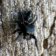 Salticidae (family) (Jumping spider) at Russell, ACT - 12 Dec 2024 by Hejor1