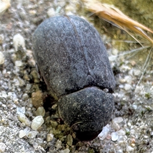 Scarabaeidae (family) at Russell, ACT - 12 Dec 2024 01:53 PM