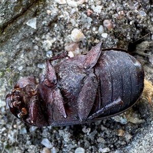 Scarabaeidae (family) at Russell, ACT - 12 Dec 2024 01:53 PM