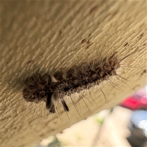 Asura (genus) at Russell, ACT - 12 Dec 2024 01:56 PM