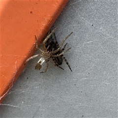 Badumna longinqua (Grey House Spider) at Russell, ACT - 13 Dec 2024 by Hejor1