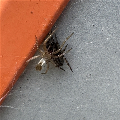 Badumna longinqua (Grey House Spider) at Russell, ACT - 13 Dec 2024 by Hejor1