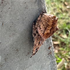 Socca pustulosa at Russell, ACT - 13 Dec 2024