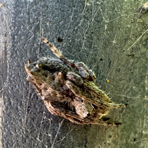 Socca pustulosa (Knobbled Orbweaver) at Russell, ACT by Hejor1