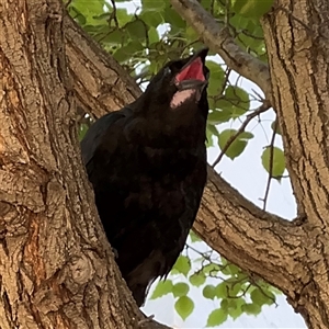 Corvus coronoides (Australian Raven) at Russell, ACT by Hejor1