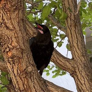 Corvus coronoides at Russell, ACT - 13 Dec 2024