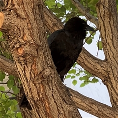 Corvus coronoides at Russell, ACT - 13 Dec 2024