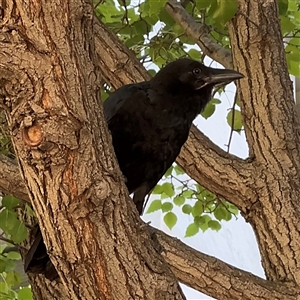 Corvus coronoides at Russell, ACT - 13 Dec 2024