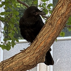 Corvus coronoides at Russell, ACT - 13 Dec 2024