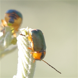 Aporocera (Aporocera) consors (A leaf beetle) at Gundaroo, NSW by ConBoekel