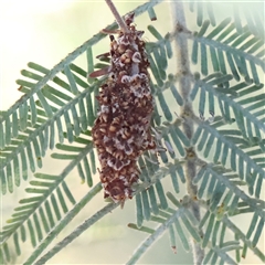 Psychidae (family) IMMATURE (Unidentified case moth or bagworm) at Gundaroo, NSW - 13 Dec 2024 by ConBoekel
