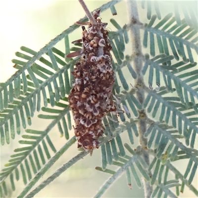 Psychidae (family) IMMATURE (Unidentified case moth or bagworm) at Gundaroo, NSW - 13 Dec 2024 by ConBoekel