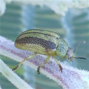 Calomela vittata at Gundaroo, NSW - 13 Dec 2024