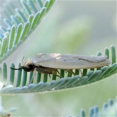 Telocharacta metachroa (A concealer moth) at Gundaroo, NSW - 13 Dec 2024 by ConBoekel