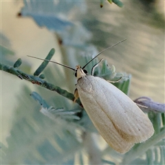 Telocharacta metachroa at Gundaroo, NSW - 13 Dec 2024