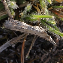 Faveria tritalis (Couchgrass Webworm) at Gundaroo, NSW - 13 Dec 2024 by ConBoekel