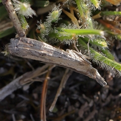 Faveria tritalis (Couchgrass Webworm) at Gundaroo, NSW - 12 Dec 2024 by ConBoekel