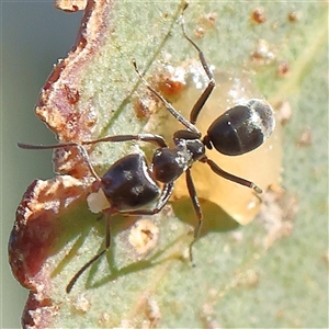 Iridomyrmex sp. (genus) (Ant) at Gundaroo, NSW by ConBoekel