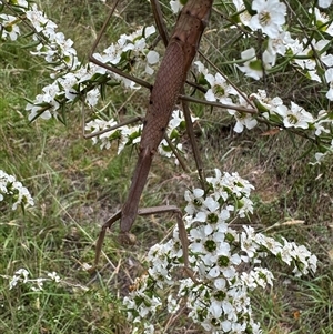 Archimantis latistyla at Mittagong, NSW - suppressed