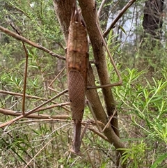 Archimantis latistyla at Mittagong, NSW - 9 Dec 2024