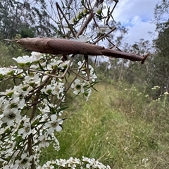 Archimantis latistyla at Mittagong, NSW - suppressed