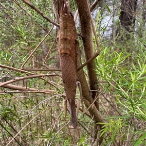 Archimantis latistyla at Mittagong, NSW - suppressed