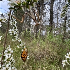 Archimantis latistyla at Mittagong, NSW - suppressed