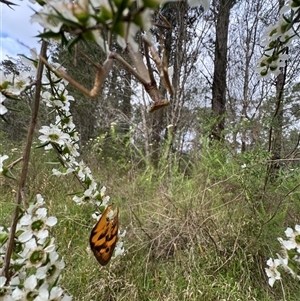 Archimantis latistyla at Mittagong, NSW - suppressed