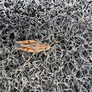 Phaulacridium vittatum (Wingless Grasshopper) at Mittagong, NSW by Span102