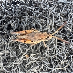 Phaulacridium vittatum at Mittagong, NSW - suppressed