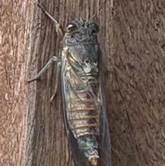 Yoyetta australicta (Southern Ticking Ambertail) at Bungendore, NSW - 14 Dec 2024 by yellowboxwoodland