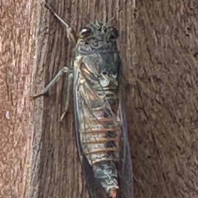 Yoyetta australicta (Southern Ticking Ambertail) at Bungendore, NSW - 14 Dec 2024 by yellowboxwoodland