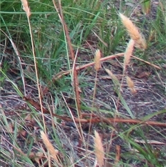 Anthoxanthum odoratum (Sweet Vernal Grass) at Beaumaris, VIC - 6 Dec 2016 by JasonPStewartNMsnc2016