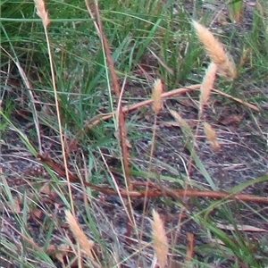 Anthoxanthum odoratum at suppressed - suppressed