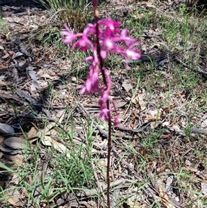 Dipodium punctatum at Yarralumla, ACT - 14 Dec 2024