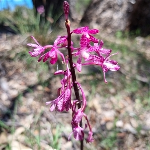 Dipodium punctatum at Yarralumla, ACT - 14 Dec 2024