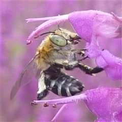 Amegilla sp. (genus) (Blue Banded Bee) at Freshwater Creek, VIC - 1 Dec 2024 by WendyEM