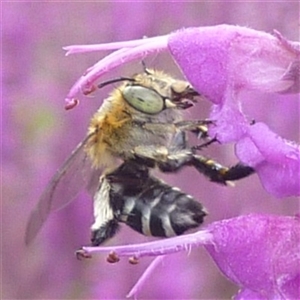 Amegilla (Zonamegilla) asserta at Freshwater Creek, VIC by WendyEM