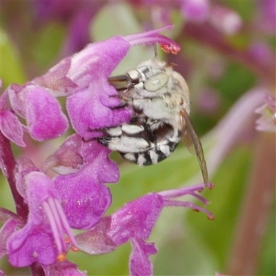 Amegilla sp. (genus) (Blue Banded Bee) at Freshwater Creek, VIC - 1 Dec 2024 by WendyEM