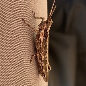 Coryphistes ruricola (Bark-mimicking Grasshopper) at Jerrabomberra, NSW by SteveBorkowskis