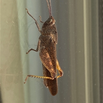 Goniaea australasiae (Gumleaf grasshopper) at Jerrabomberra, NSW - 14 Dec 2024 by SteveBorkowskis