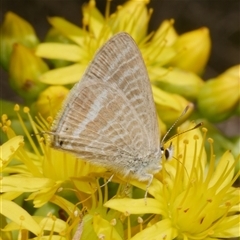 Lampides boeticus (Long-tailed Pea-blue) at Freshwater Creek, VIC - 2 Dec 2024 by WendyEM