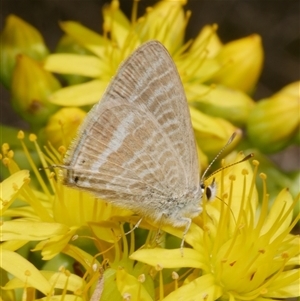 Lampides boeticus (Long-tailed Pea-blue) at Freshwater Creek, VIC by WendyEM