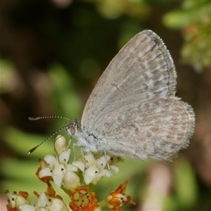 Zizina otis (Common Grass-Blue) at Freshwater Creek, VIC by WendyEM