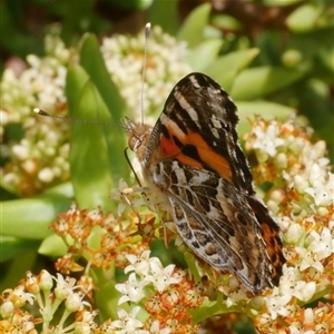 Vanessa kershawi (Australian Painted Lady) at Freshwater Creek, VIC by WendyEM