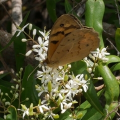 Heteronympha merope (Common Brown Butterfly) at Freshwater Creek, VIC - 2 Dec 2024 by WendyEM