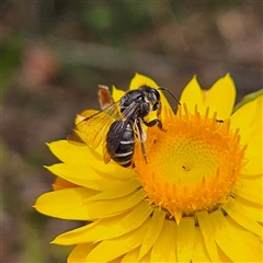 Lasioglossum (Chilalictus) sp. (genus & subgenus) at Monga, NSW - 13 Dec 2024 by MatthewFrawley