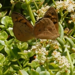 Heteronympha merope (Common Brown Butterfly) at Freshwater Creek, VIC by WendyEM