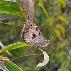 Geitoneura klugii (Marbled Xenica) at Monga, NSW - 13 Dec 2024 by MatthewFrawley